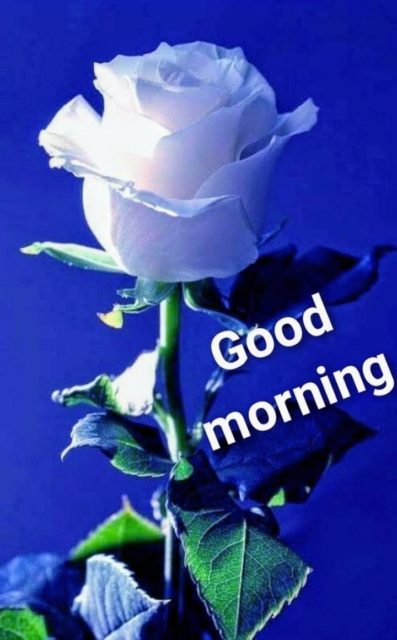 Good Morning Blue Flowers 1