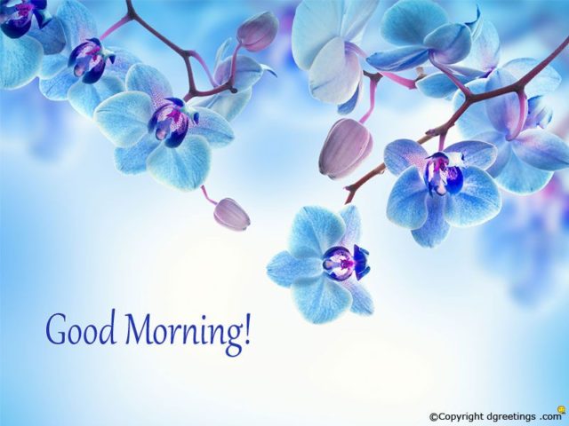 Good Morning Blue Flowers 12