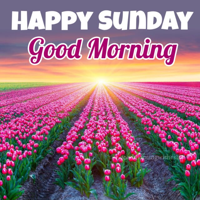 140+ Good Morning & Happy Sunday Wishes with Images Good Morning Wishes — free download
