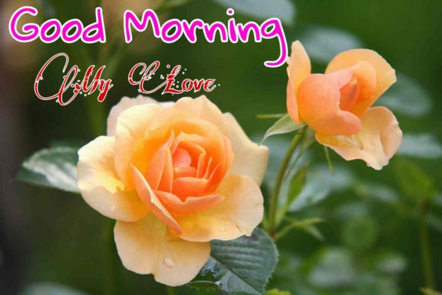 Good Morning Images With Yellow Rose Flower (5)