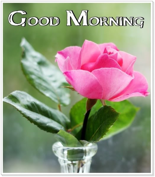 Good Morning With Pink Rose Image Wb6503