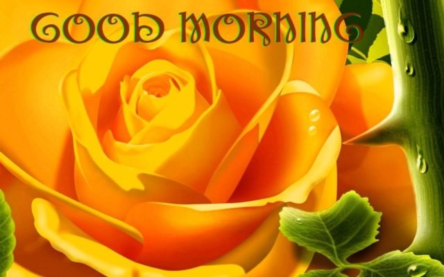 Good Morning With Yellow Rose Wm13101