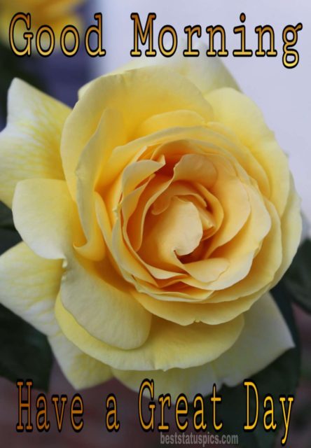 Good Morning Yellow Rose Image 4
