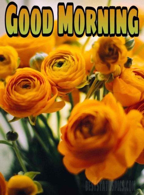 Good Morning Yellow Rose Image 7