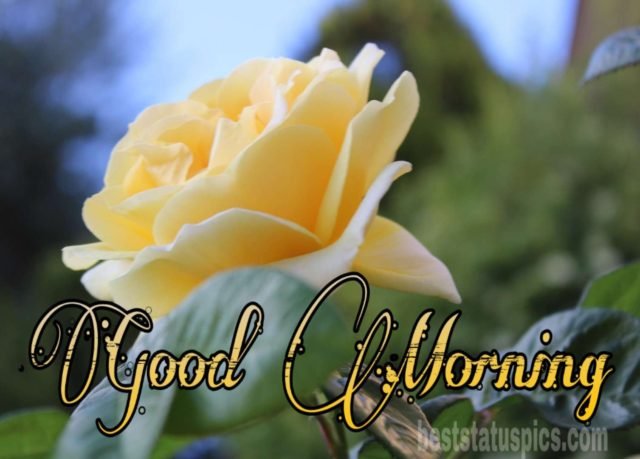 Good Morning Yellow Rose Image 8