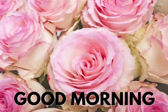 Good Morning Pink Roses 16