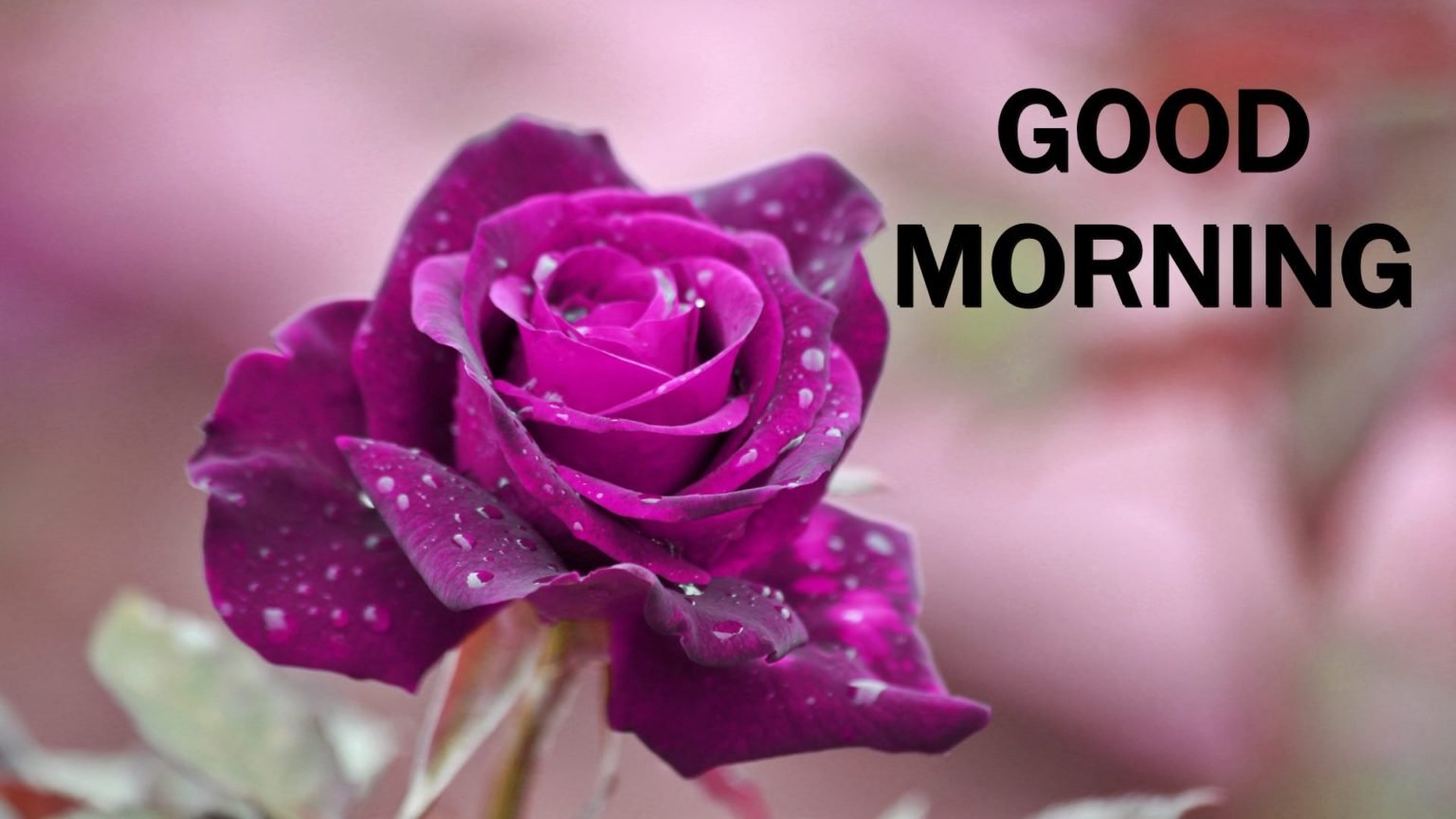 70+ Good Morning Pink Roses Images & Wishes Good Morning Wishes