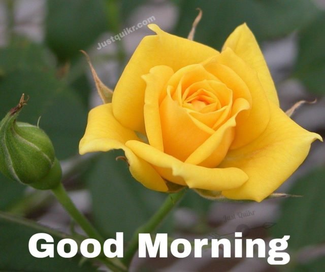 Good Morning Yellow Rose Pics Images 45