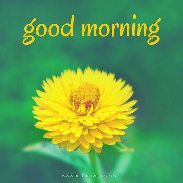 Good Morning Yellow Flowers Images 15