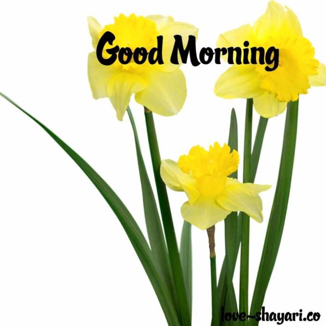 Good Morning Yellow Flowers Images 2
