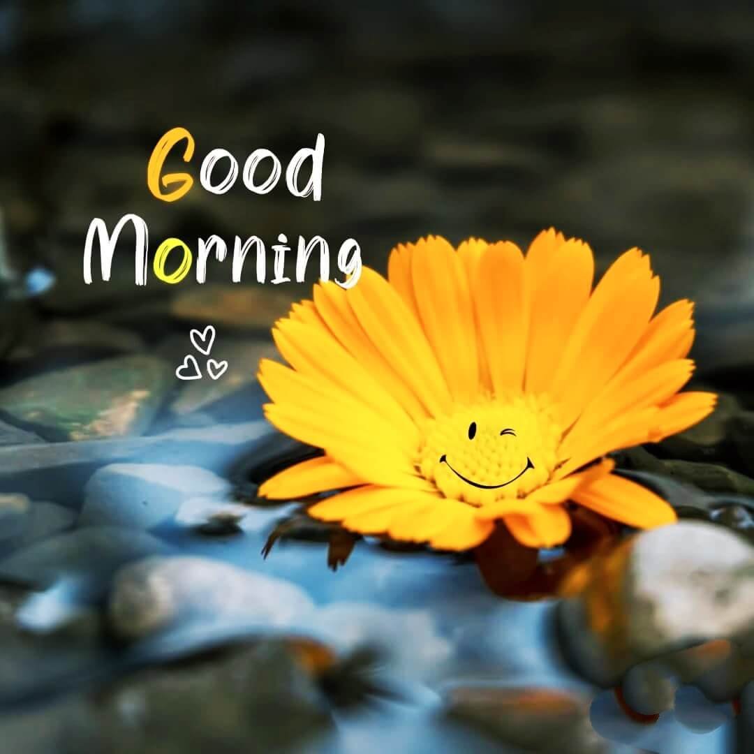 100+ Good Morning Wishes – Yellow Flowers Images - Good Morning Wishes