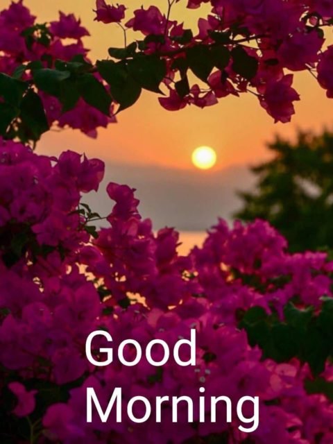 Good Morning 35