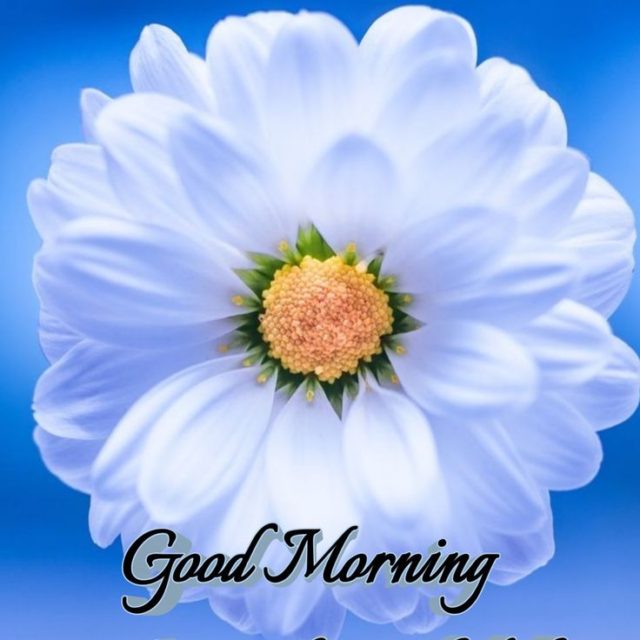 Good Morning Blue Flower 2