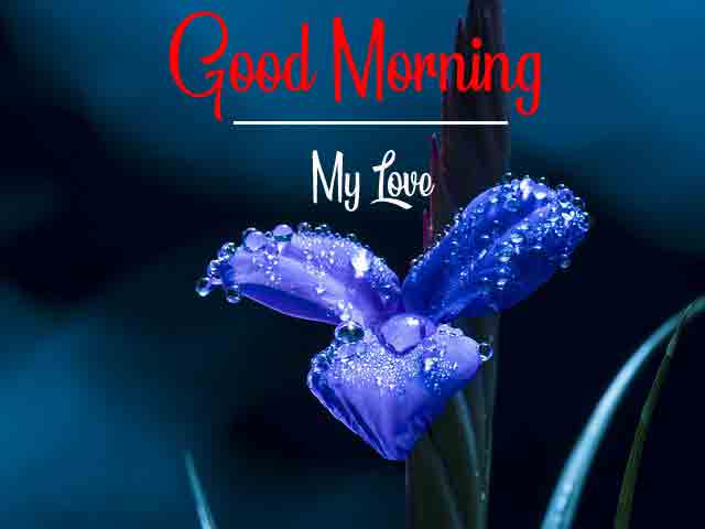 Good Morning Blue Flower 3