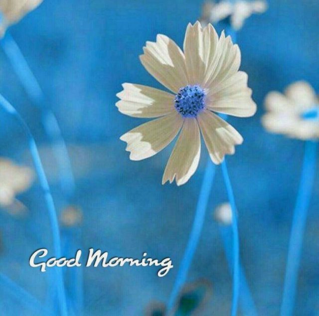 Good Morning Blue Flower 6