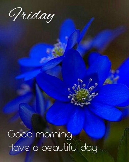 Good Morning Blue Flower 9