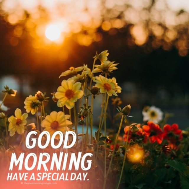 Good Morning Hd Images 4 1024x1024