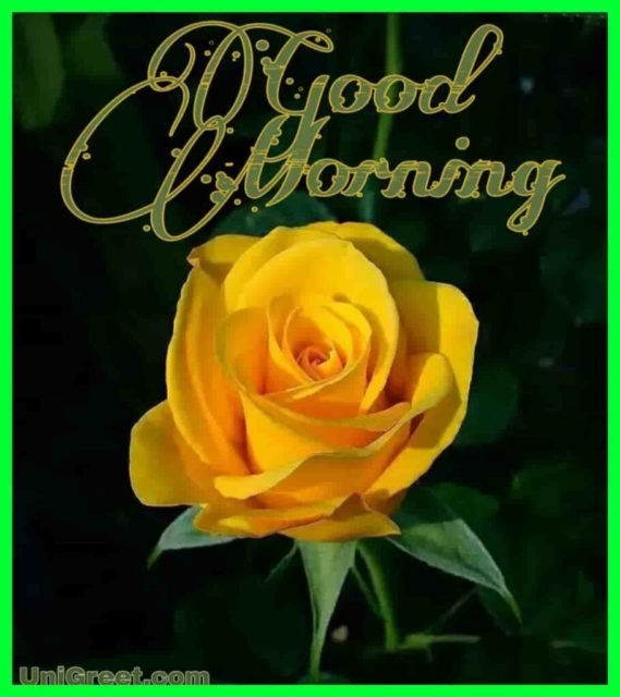 Good Morning Yellow Rose Image 910x1024