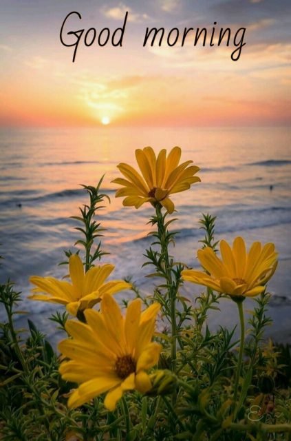 Nice Pic Of Good Morning Sunrise With Flower