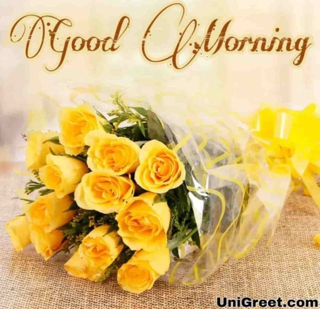 Yellow Rose Good Morning 1024x990