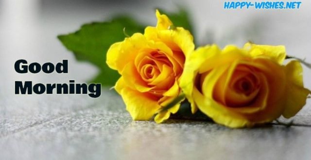 Yellow Rose Good Morning 11