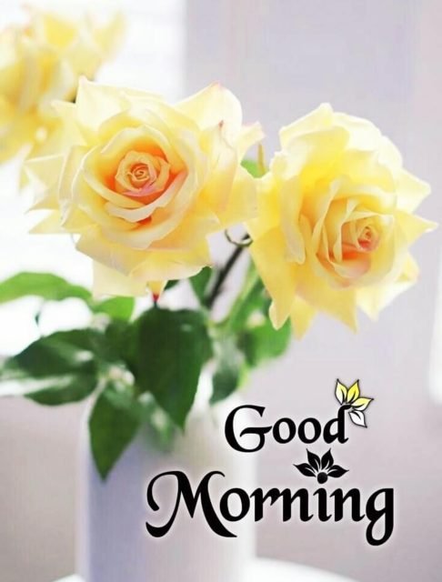 Yellow Rose Good Morning 13