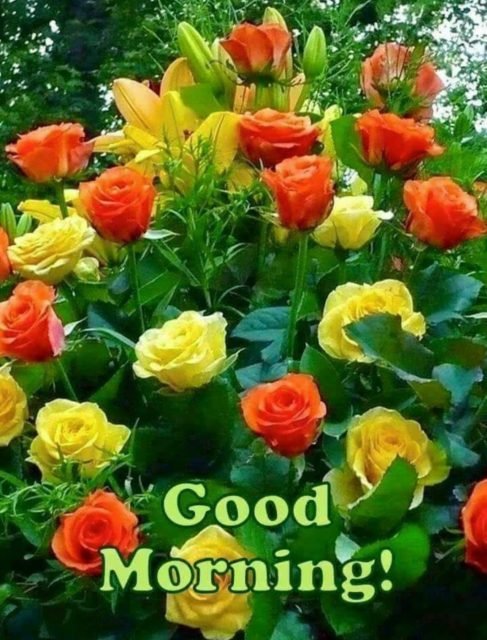 Yellow Rose Good Morning 2