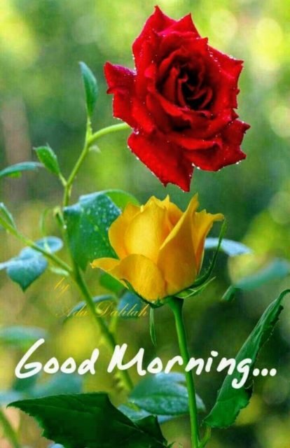 Yellow Rose Good Morning 3