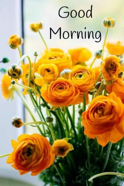 Yellow Rose Good Morning 4