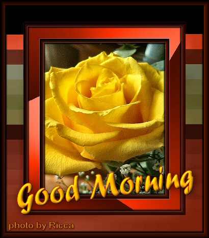 Yellow Rose Good Morning 5
