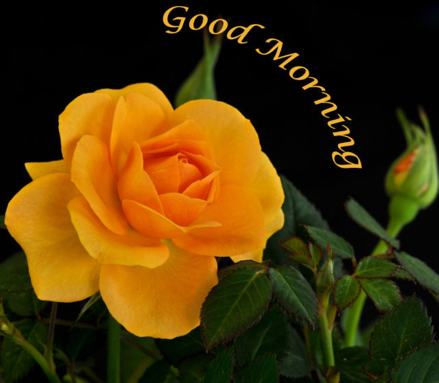 Yellow Rose Good Morning 6