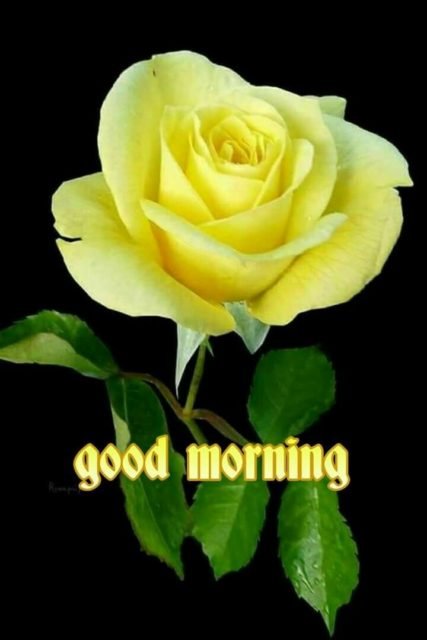 Yellow Rose Good Morning 8