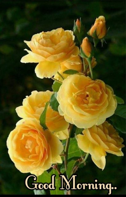 Yellow Rose Good Morning 9