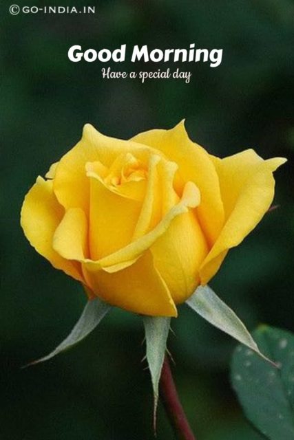 Best Good Morning Images With Yellow Rose