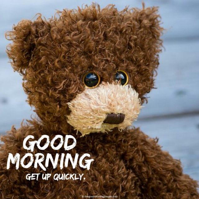 Good Morning Funny Teddy Bear Images 1024x1024