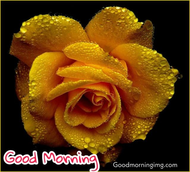 Good Morning Images Flower (10)