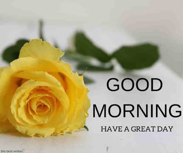 Good Morning Images With Yellow Rose 116067594710lze7owk6r