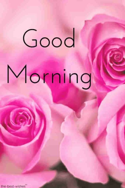 Good Morning Pink Roses