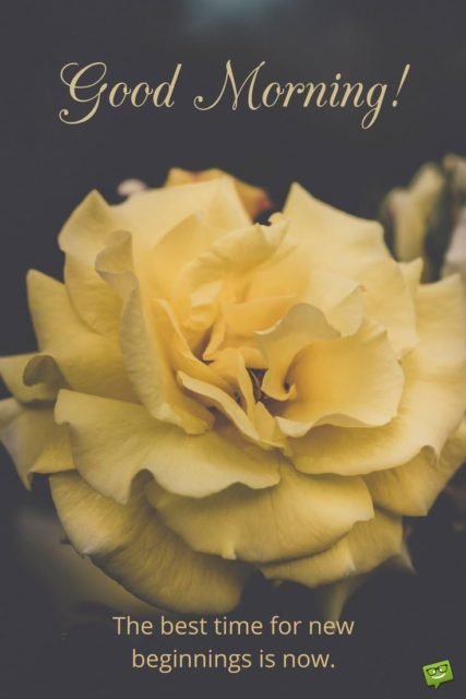 Good Morning Quote About New Beginnings On Picture With Yellow Rose
