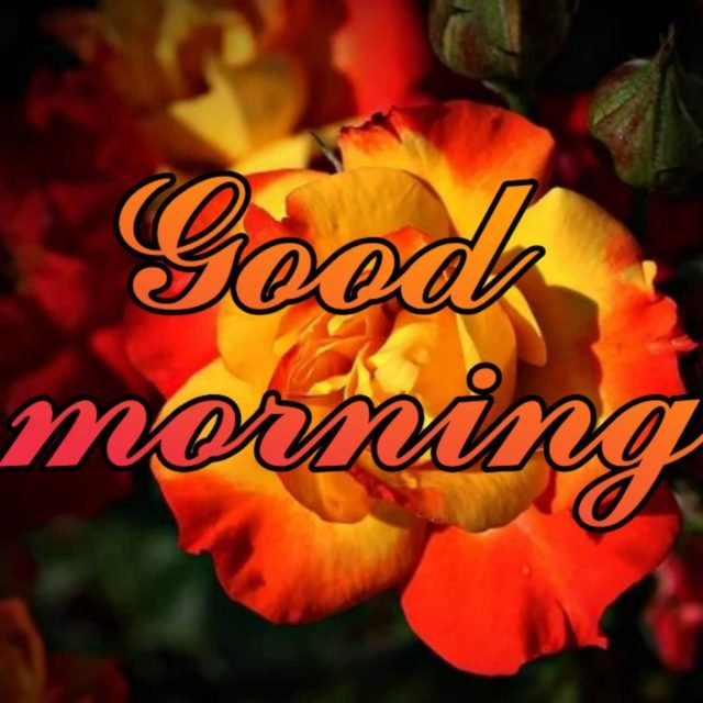 Good Morning Red And Yellow Rose Images