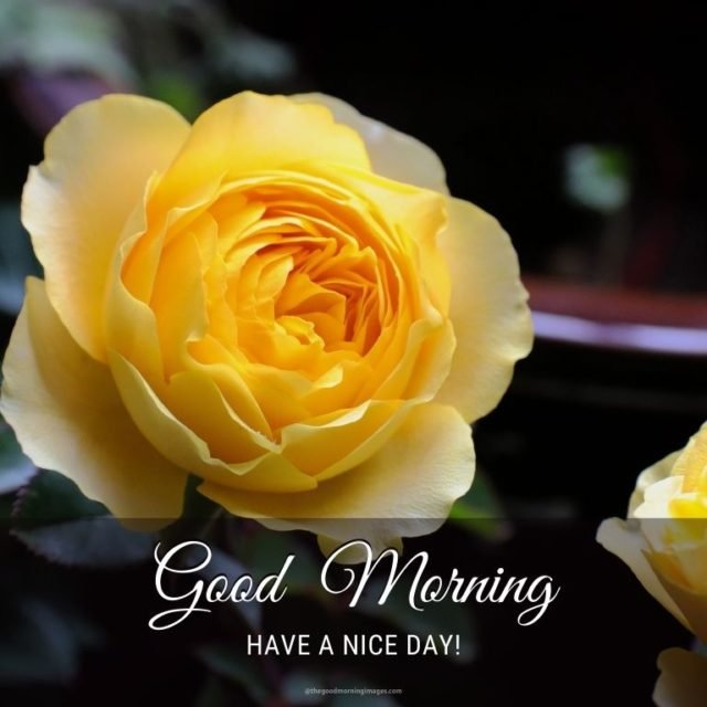 Good Morning Rose Images 15