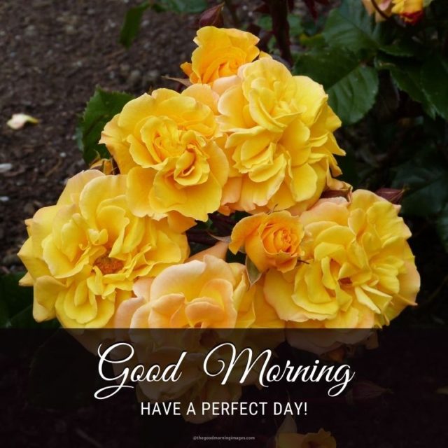 Good Morning Rose Images 19