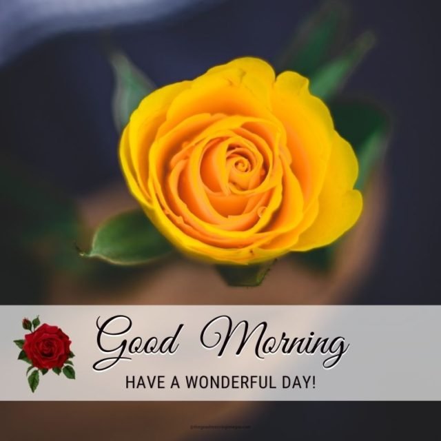 Good Morning Rose Images 55