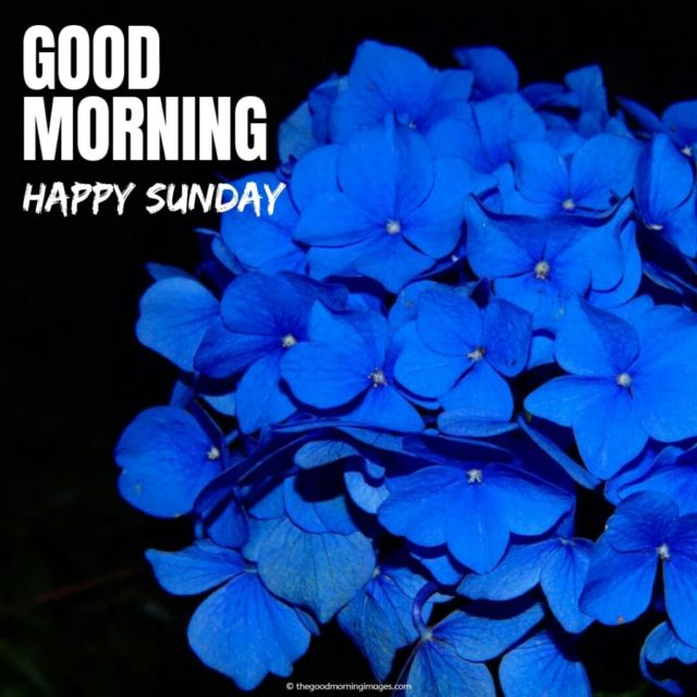 Good Morning Sunday With Blue Rose 1 1024x1024