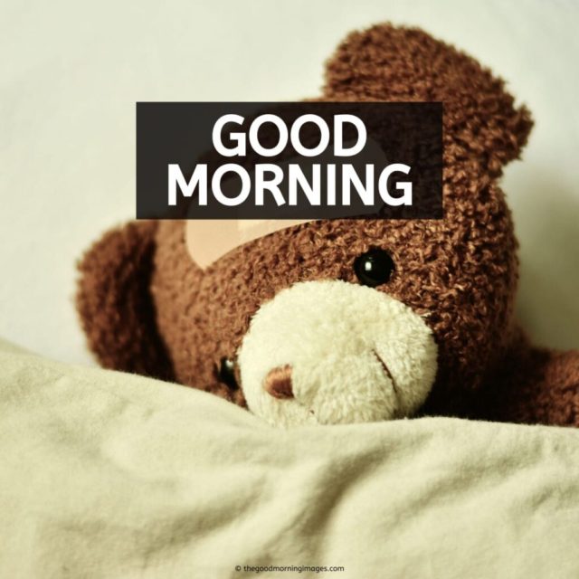 Good Morning Teddy Images 5 1024x1024