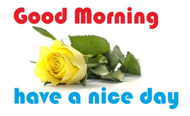 Good Morning Yellow Rose (1)