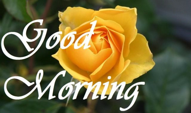 Good Morning Yellow Rose (6)