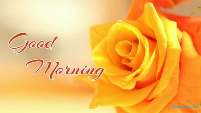 Good Morning Yellow Rose