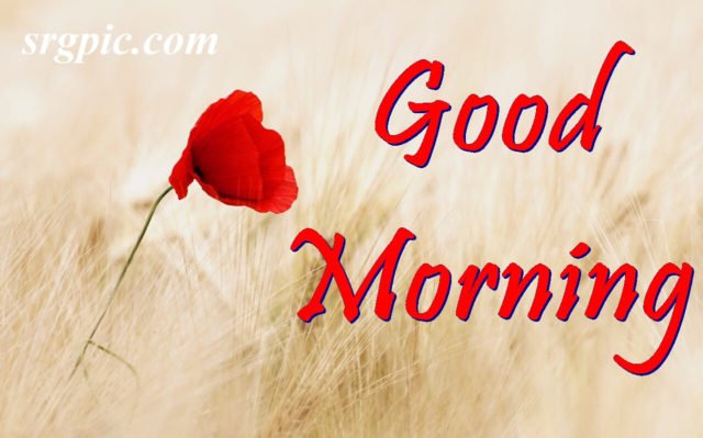 Red Field Summer Positive Morning Quotes