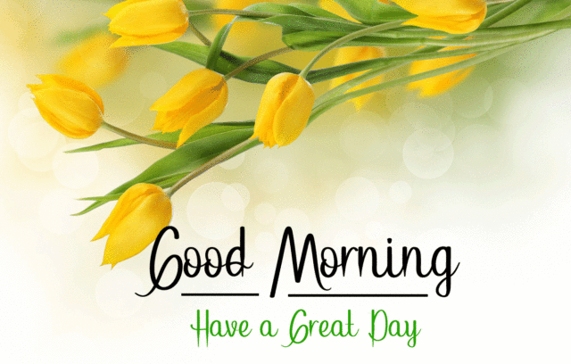 Tulips Yellow Flower Good Morning Hd Download